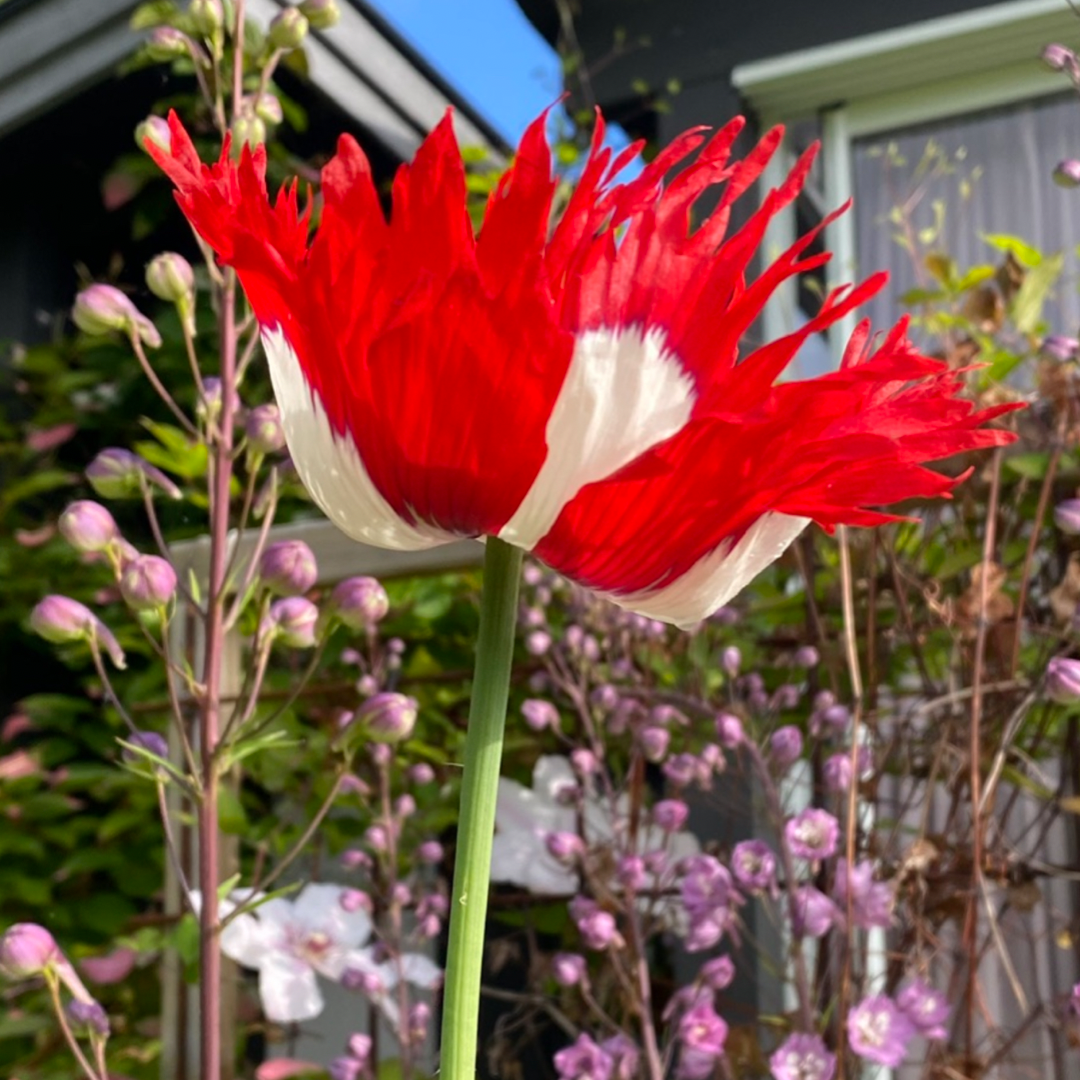 Opiumvallmo - Danish Flag