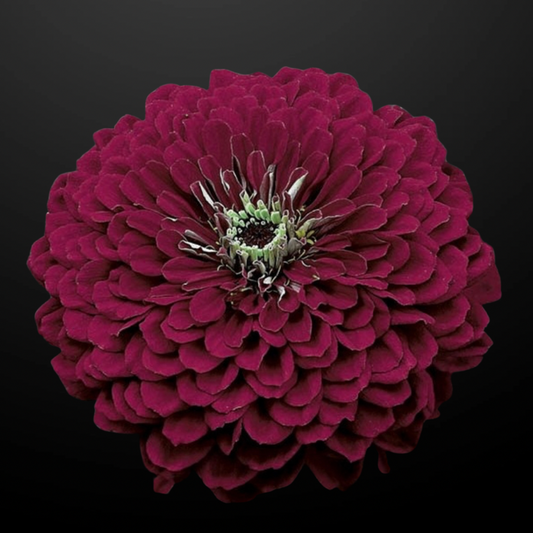 Zinnia - Dahlia blommande