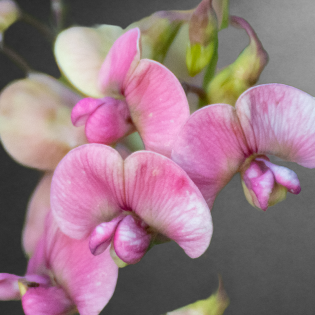 Luktärt - Pansy Levander Flush
