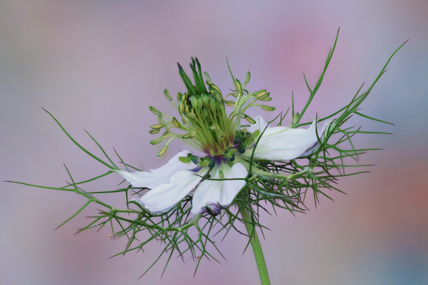 Svartkummin - Nigella