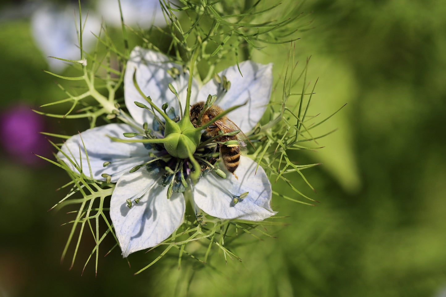 Svartkummin - Nigella