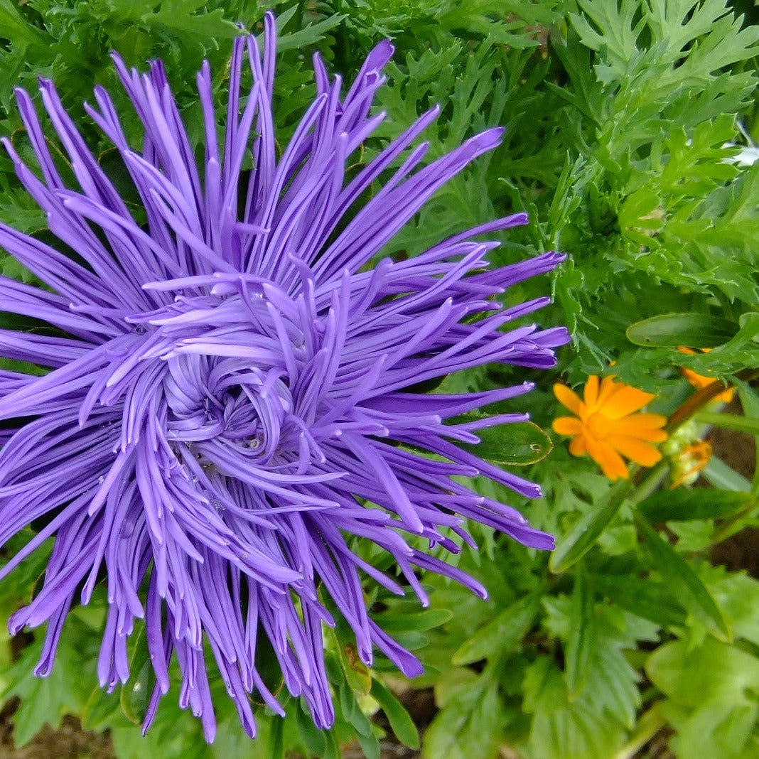 Sommaraster - Blå