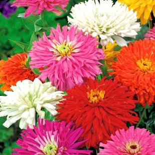 Zinnia - Glamour Girls