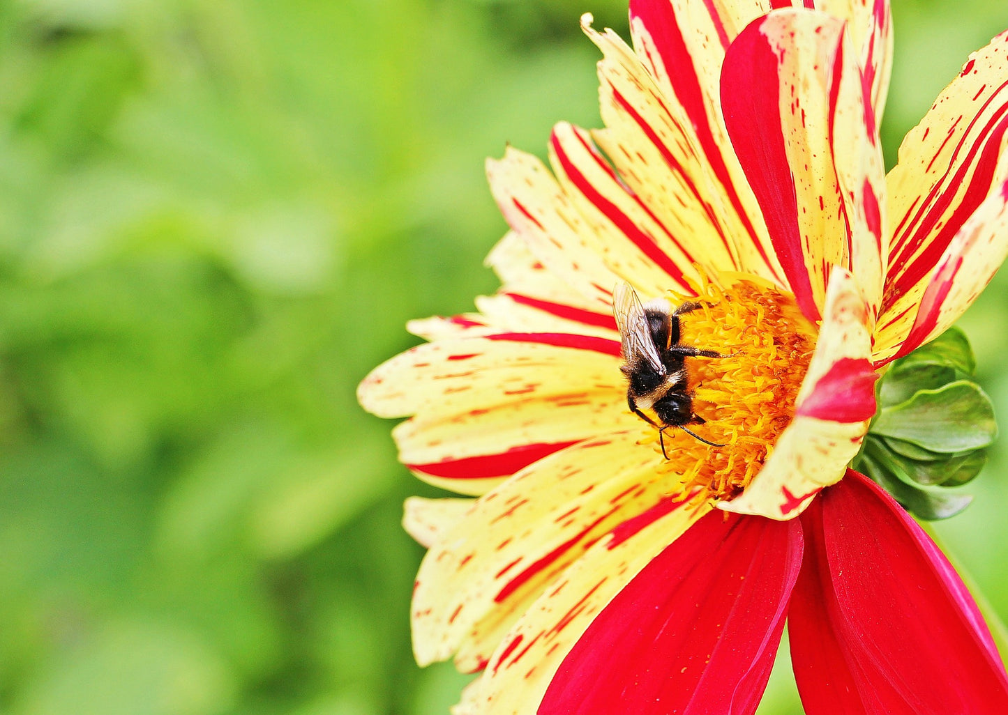 Zinnia - Candy Stripes