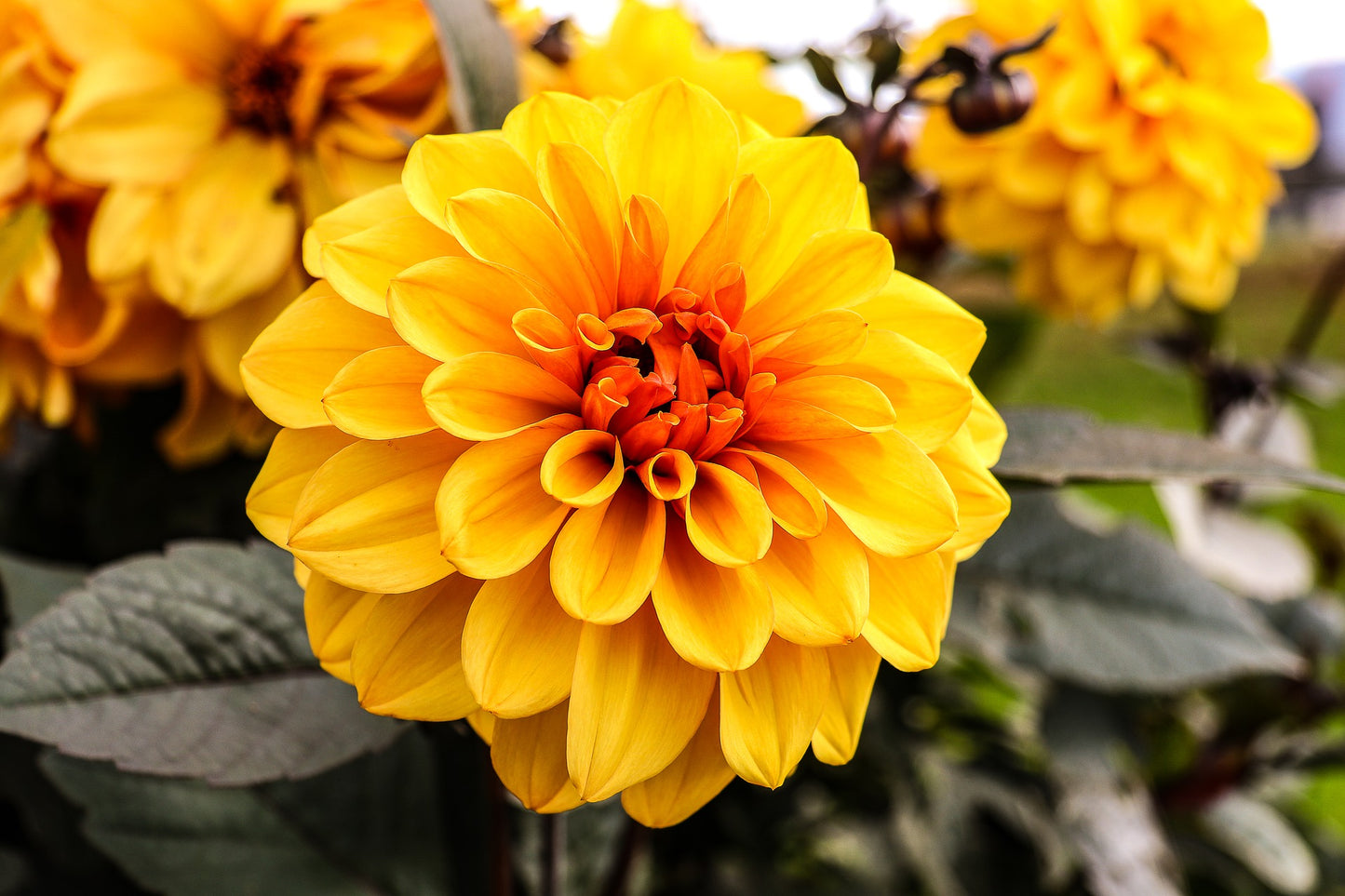 Dahlia frö