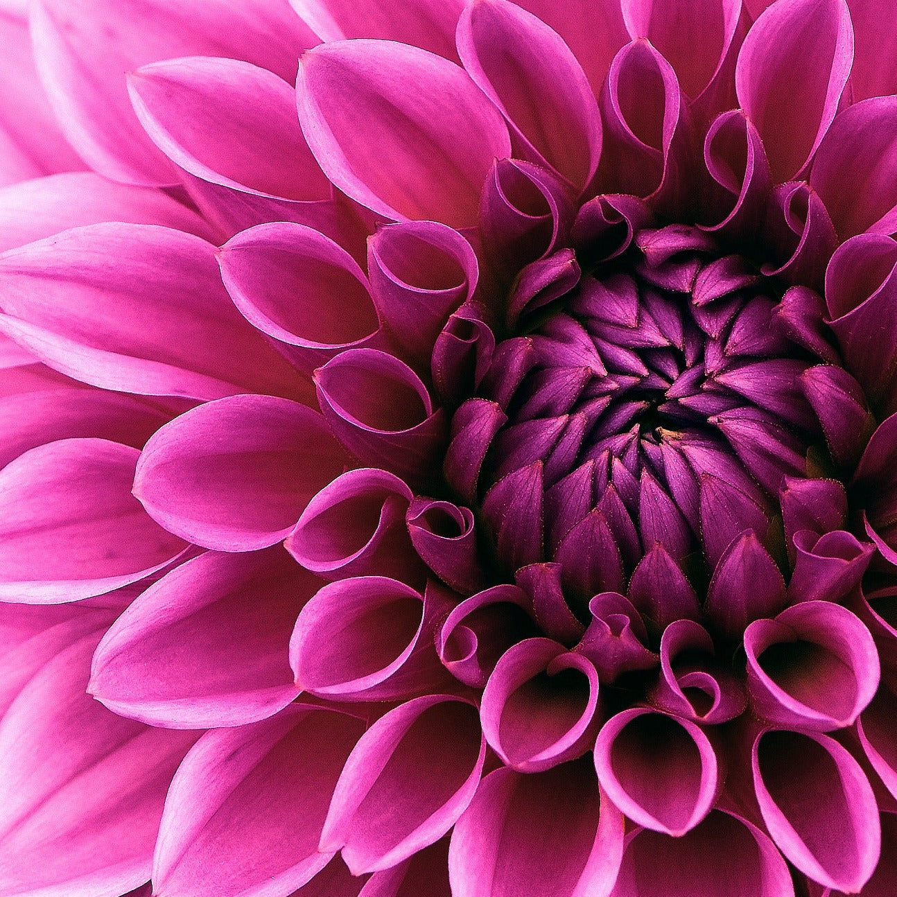 Dahlia frö