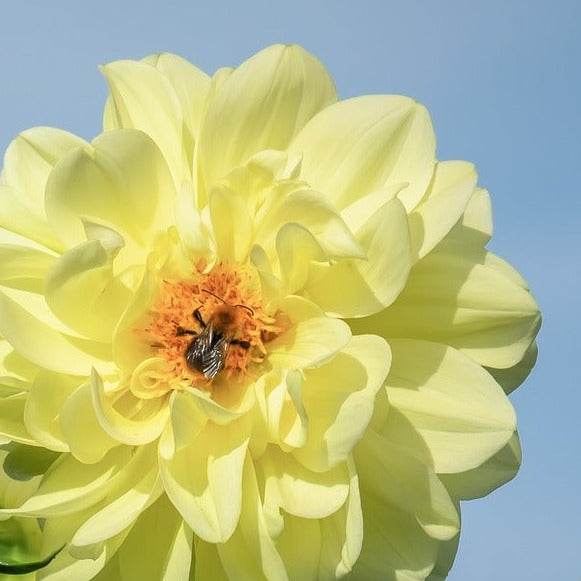 Dahlia frö
