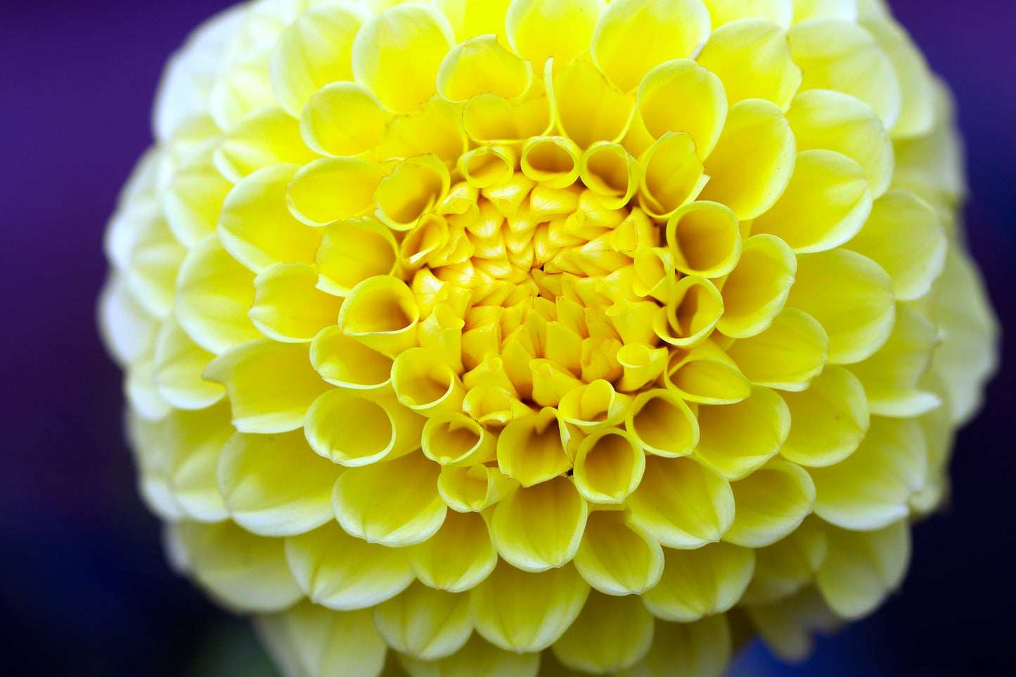 Dahlia frö