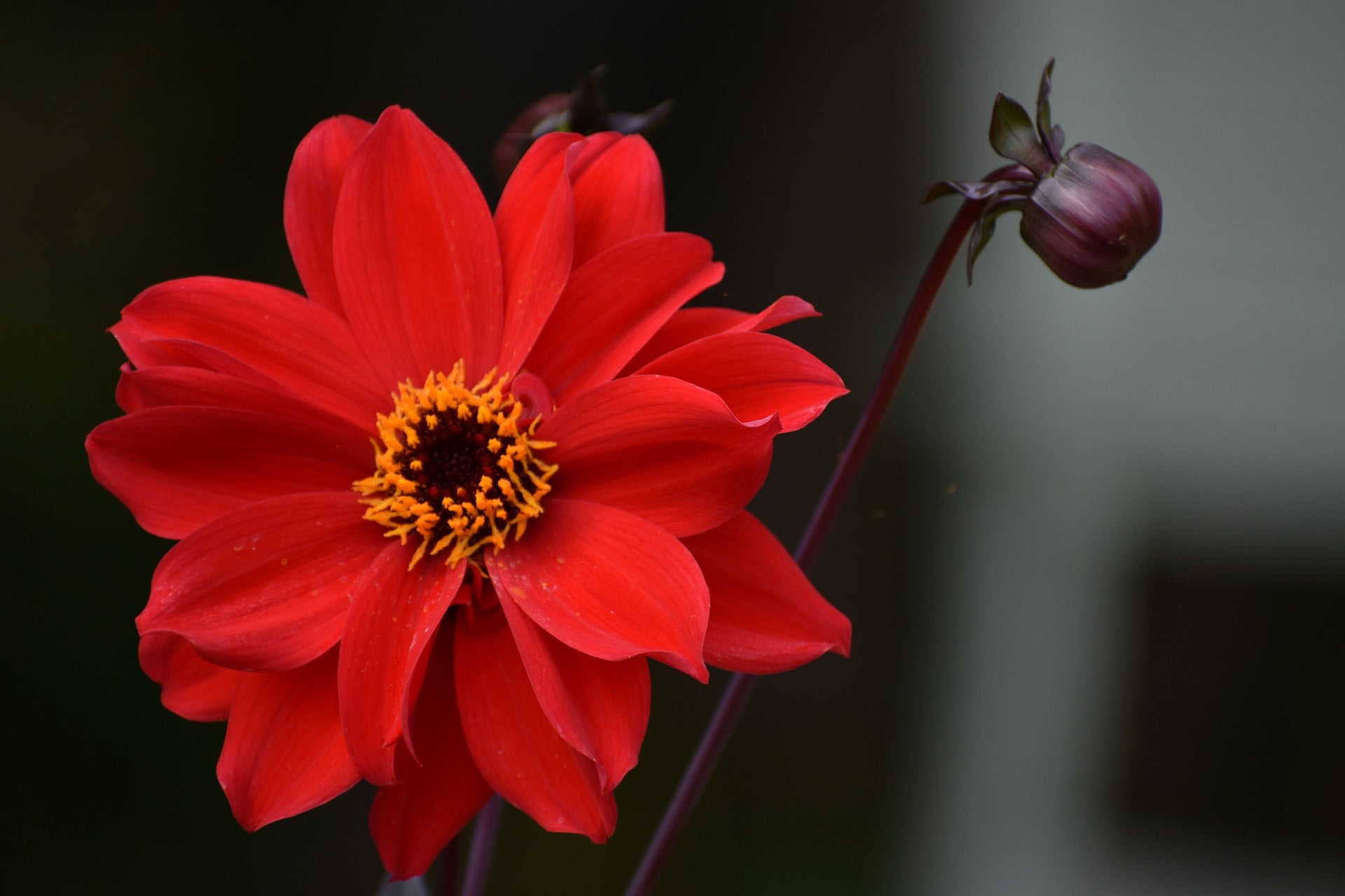 Dahlia frö