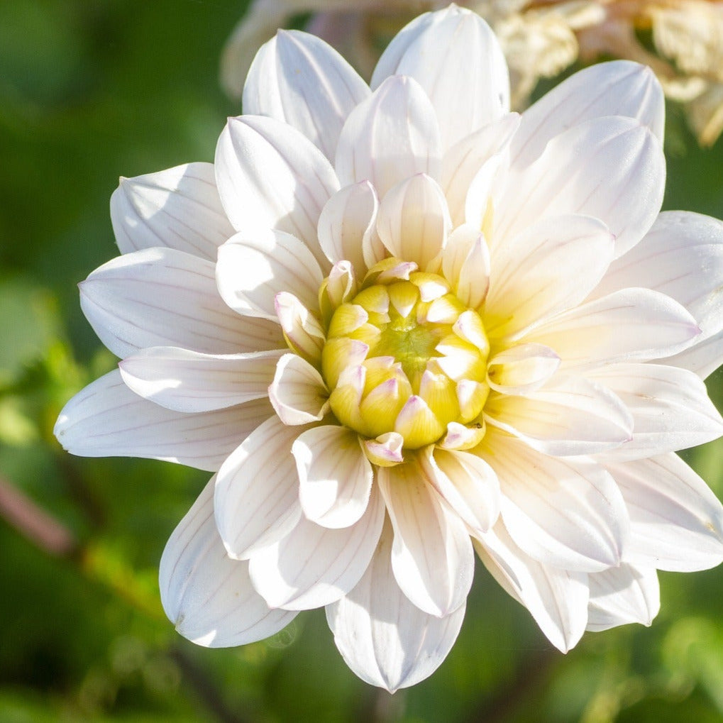 Dahlia frö