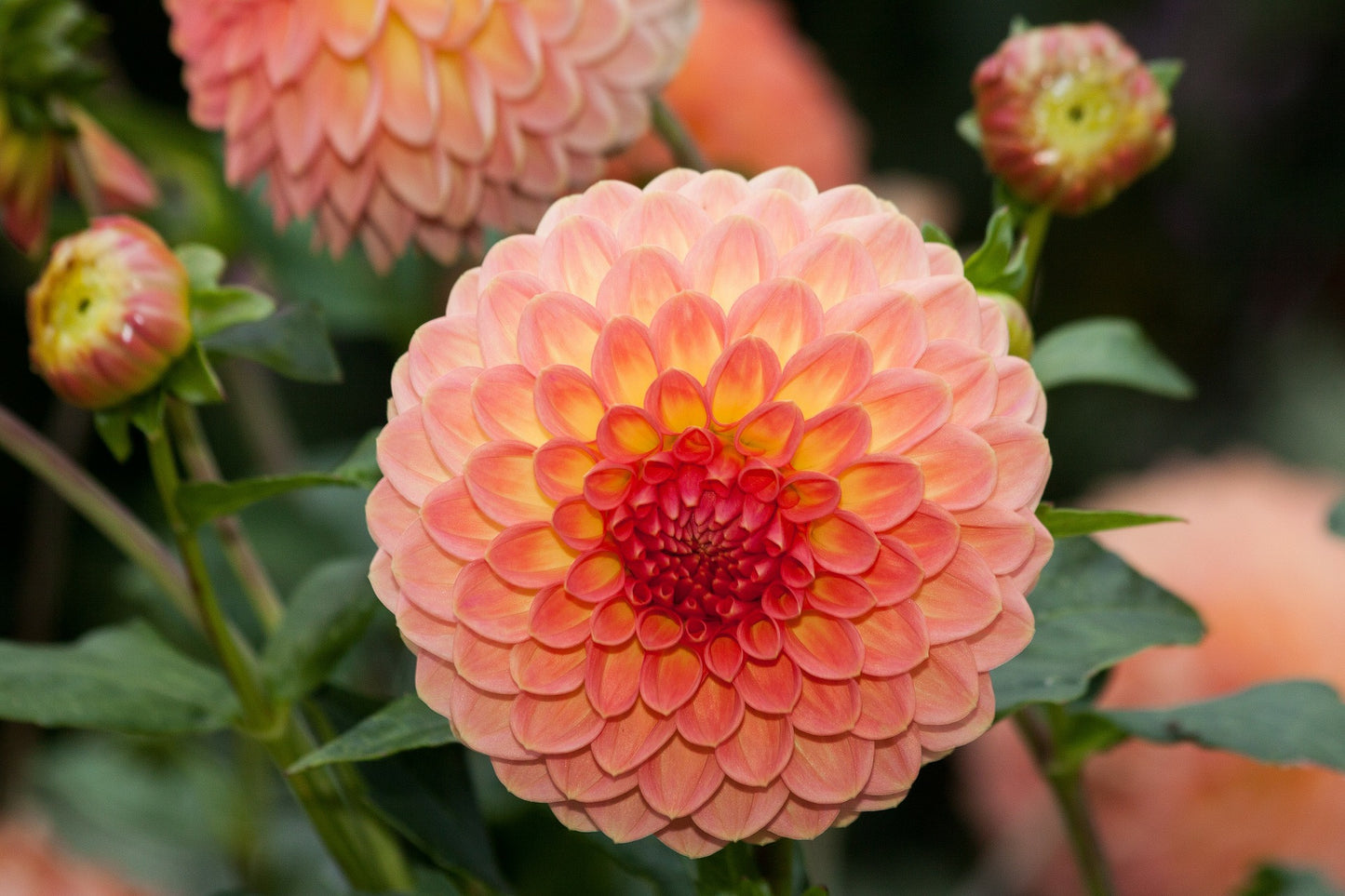 Dahlia frö