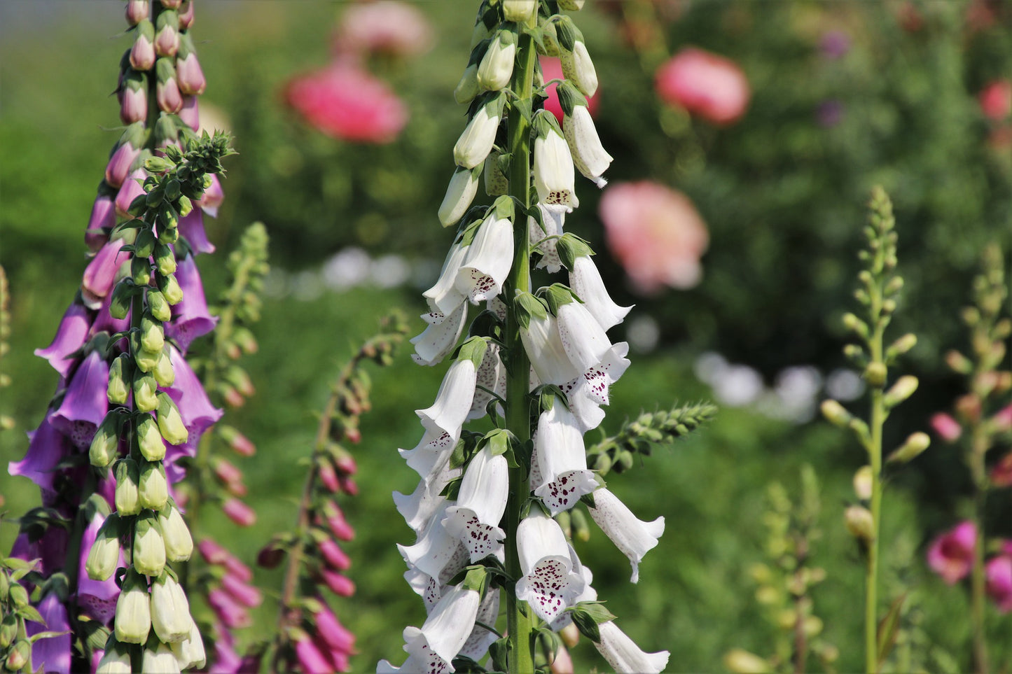 Fingerborgsblomma - Gloxiniaeflora Mix