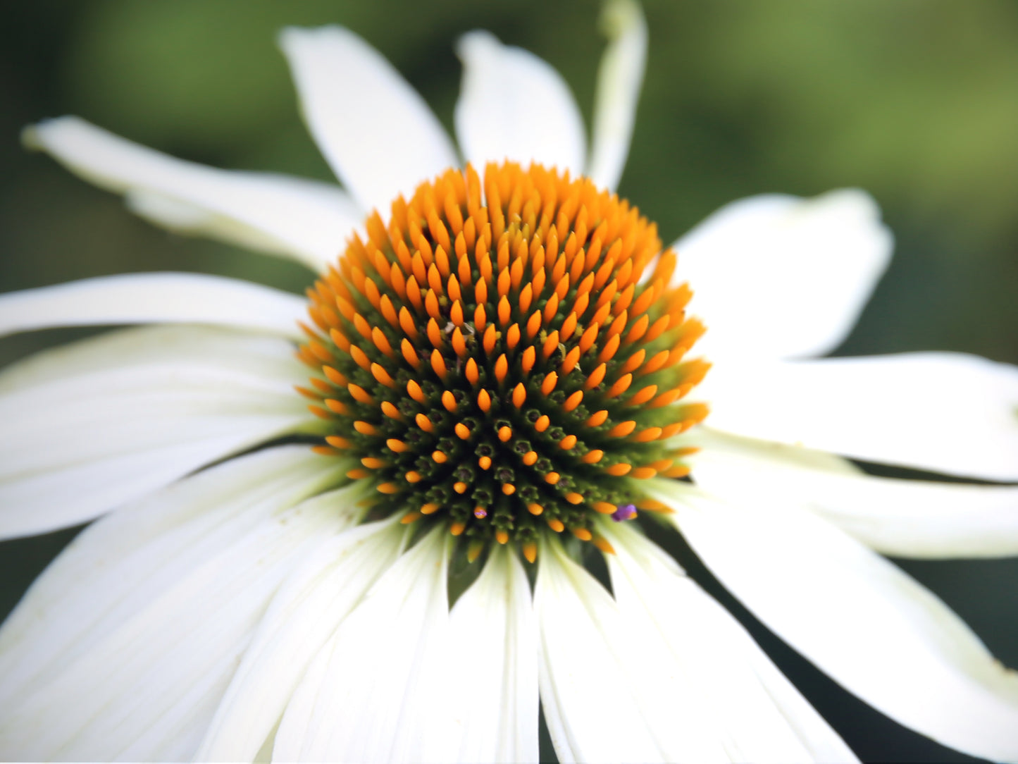 Rudbeckia - Echinacea purpurea mix