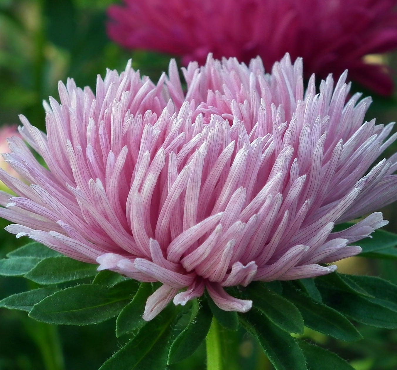 Sommaraster - Rosa