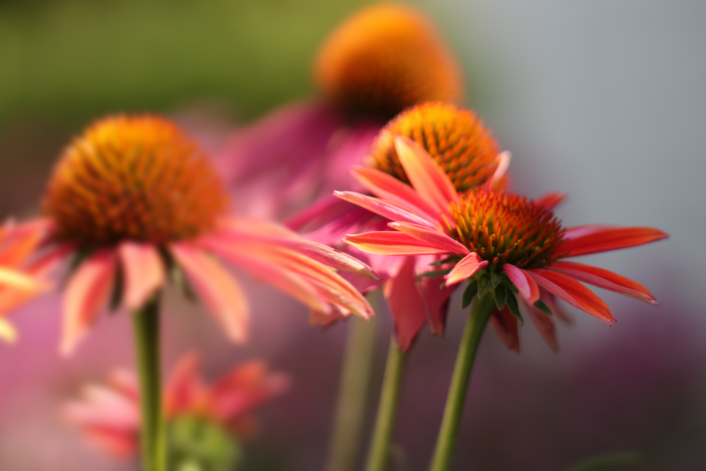 Rudbeckia - Echinacea purpurea mix