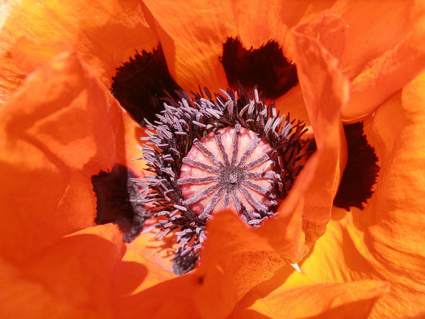 Orientvallmo - Papaver orientale