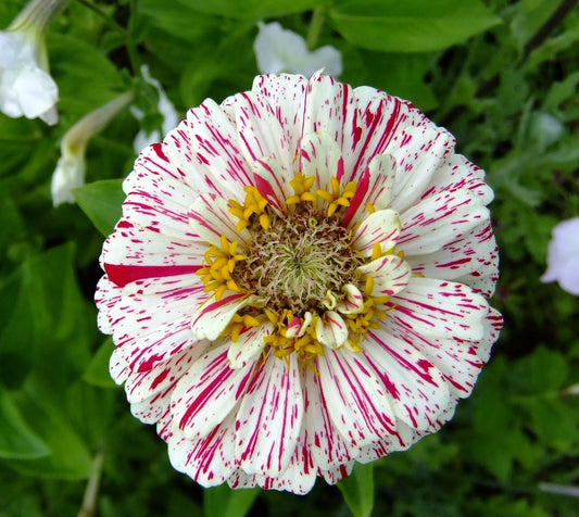 Zinnia - Candy Stripes