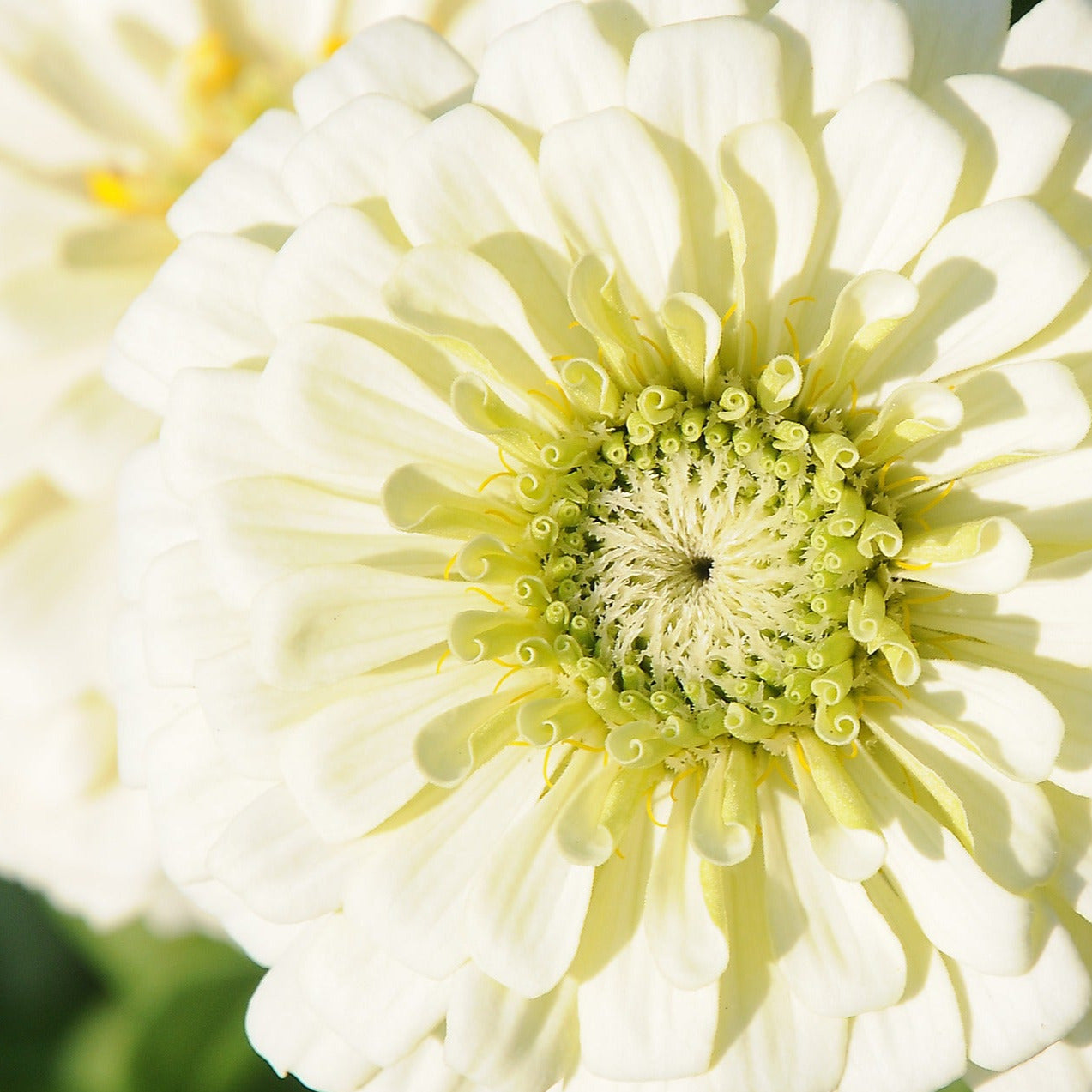 Zinnia - Purity