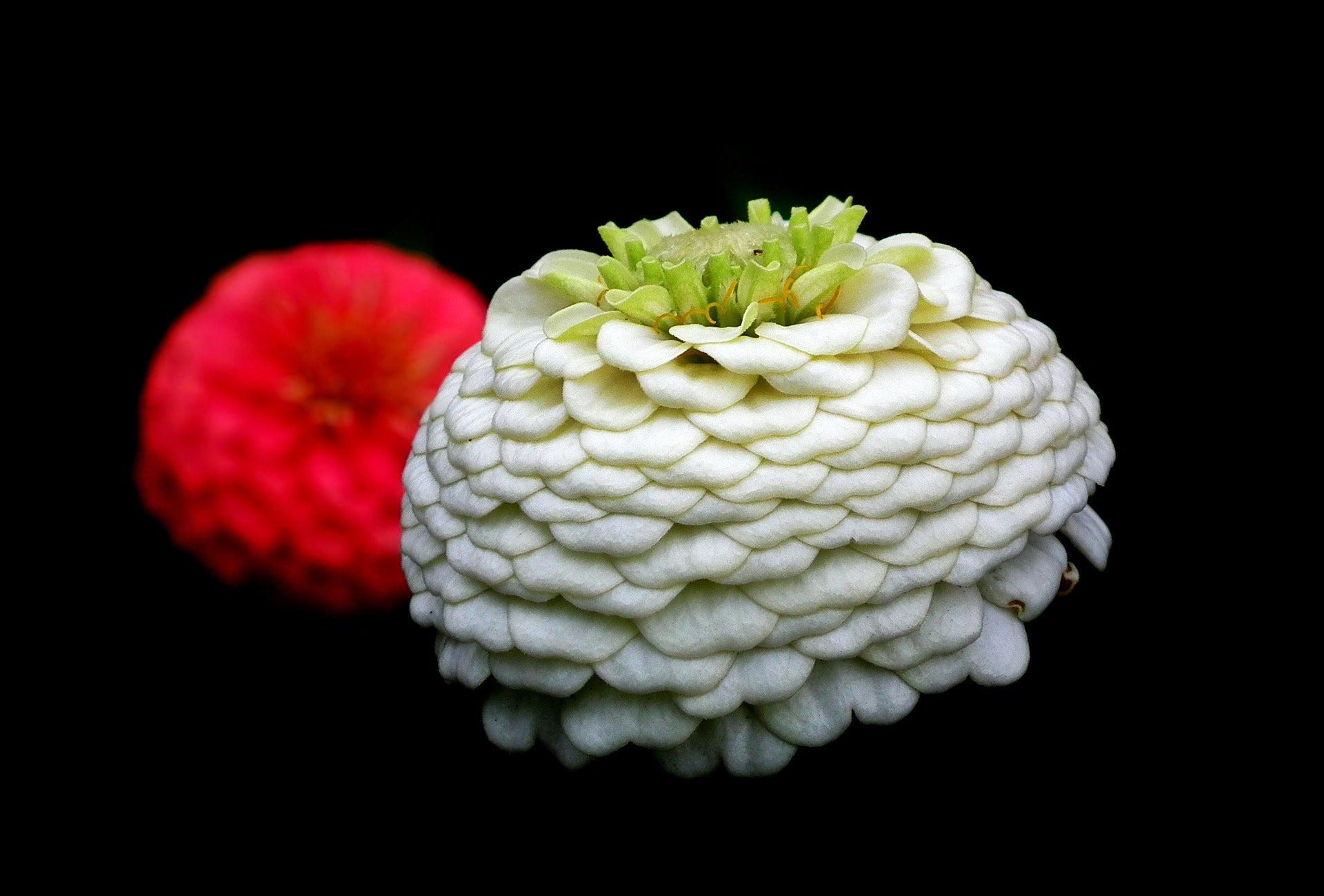 zinnia frö