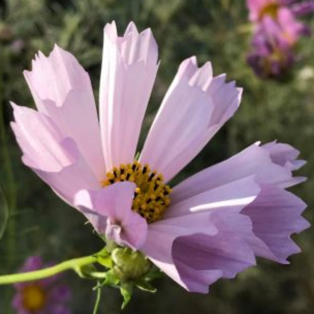 Rosenskära- Sea Shell cosmos