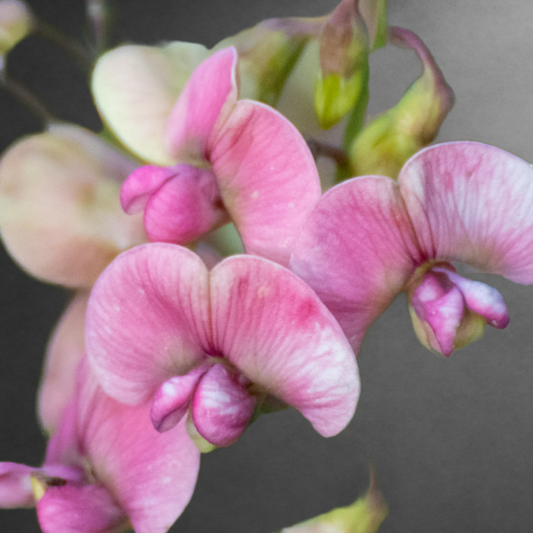 Luktärt - Pansy Levander Flush