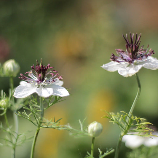 Svartkummin - Nigella