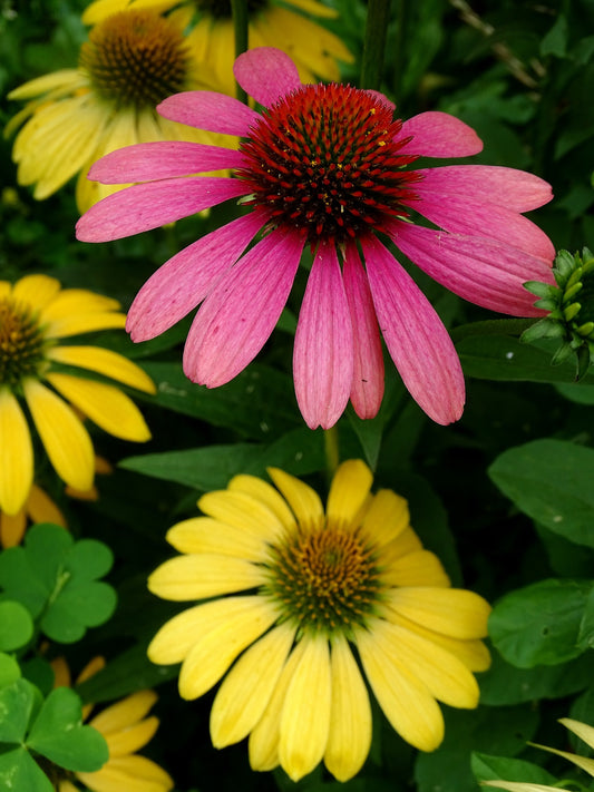 Rudbeckia - Echinacea purpurea mix