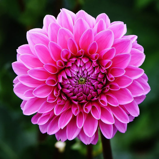 Dahlia frö