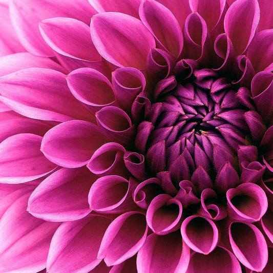 Dahlia frö
