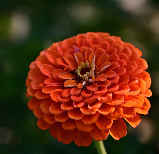 Zinnia - Eldorado