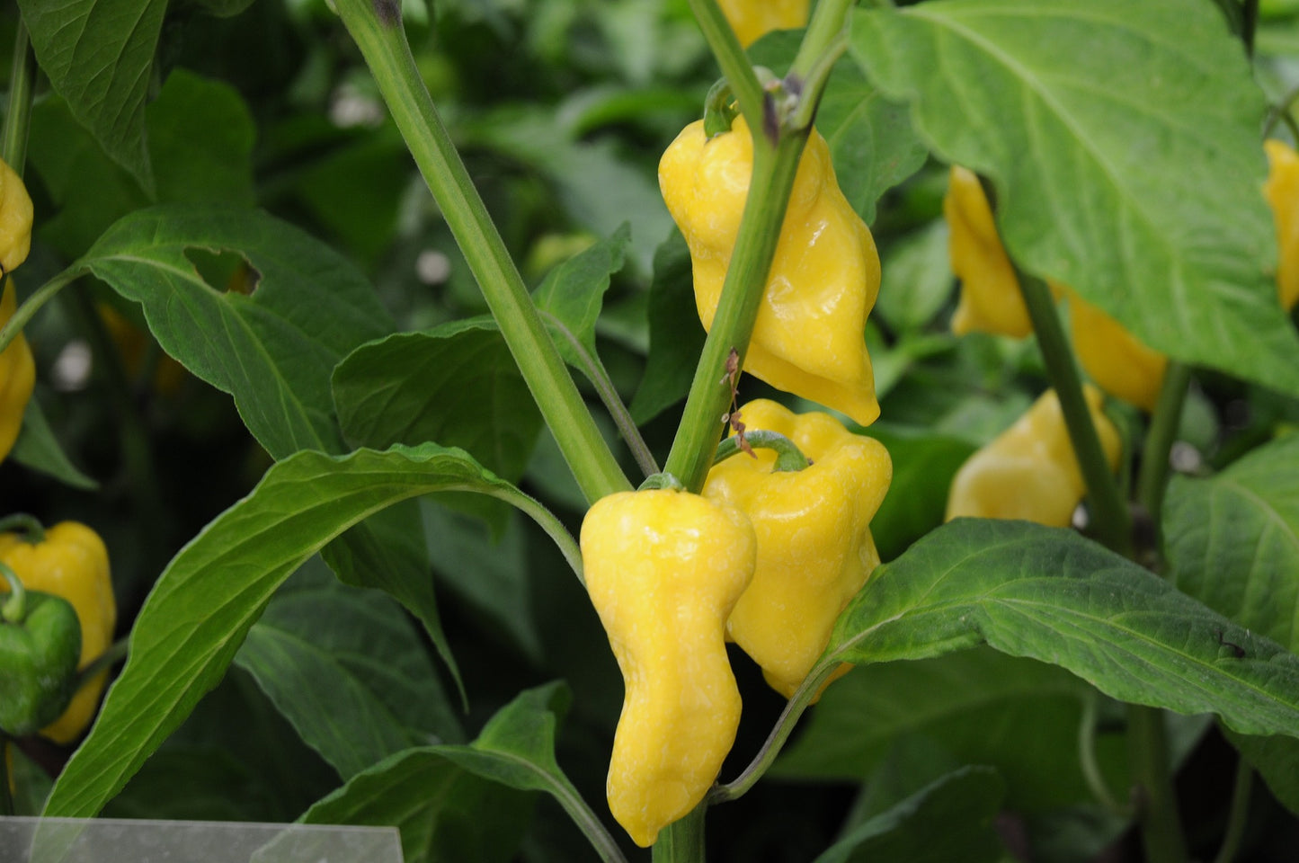 Habanero Lemon