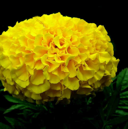 Tagetes - Alaska