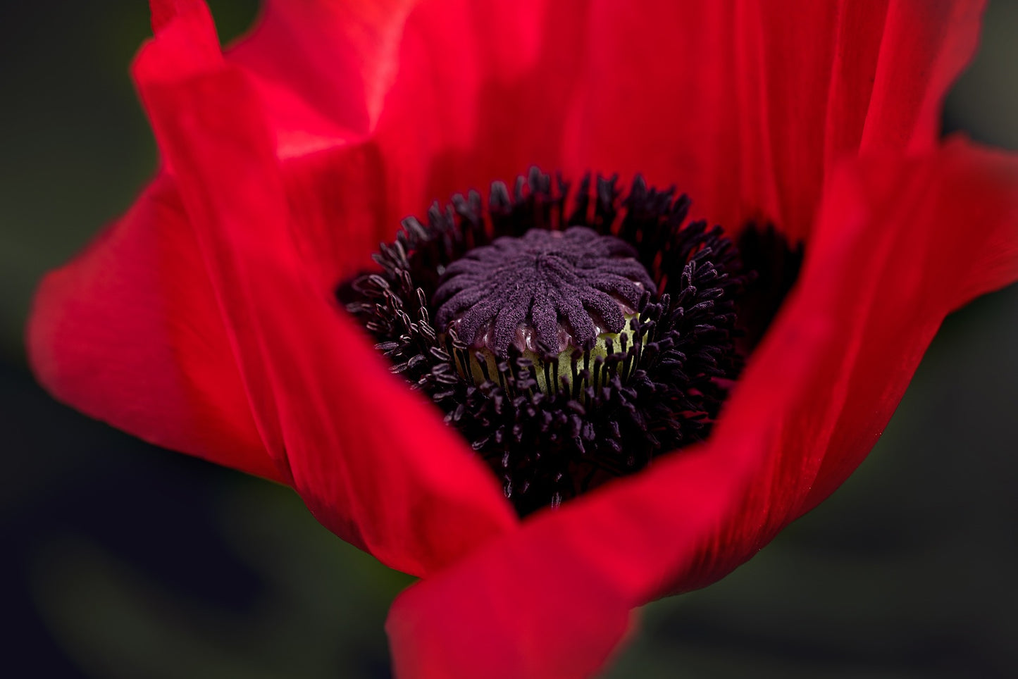 Orientvallmo - Papaver orientale