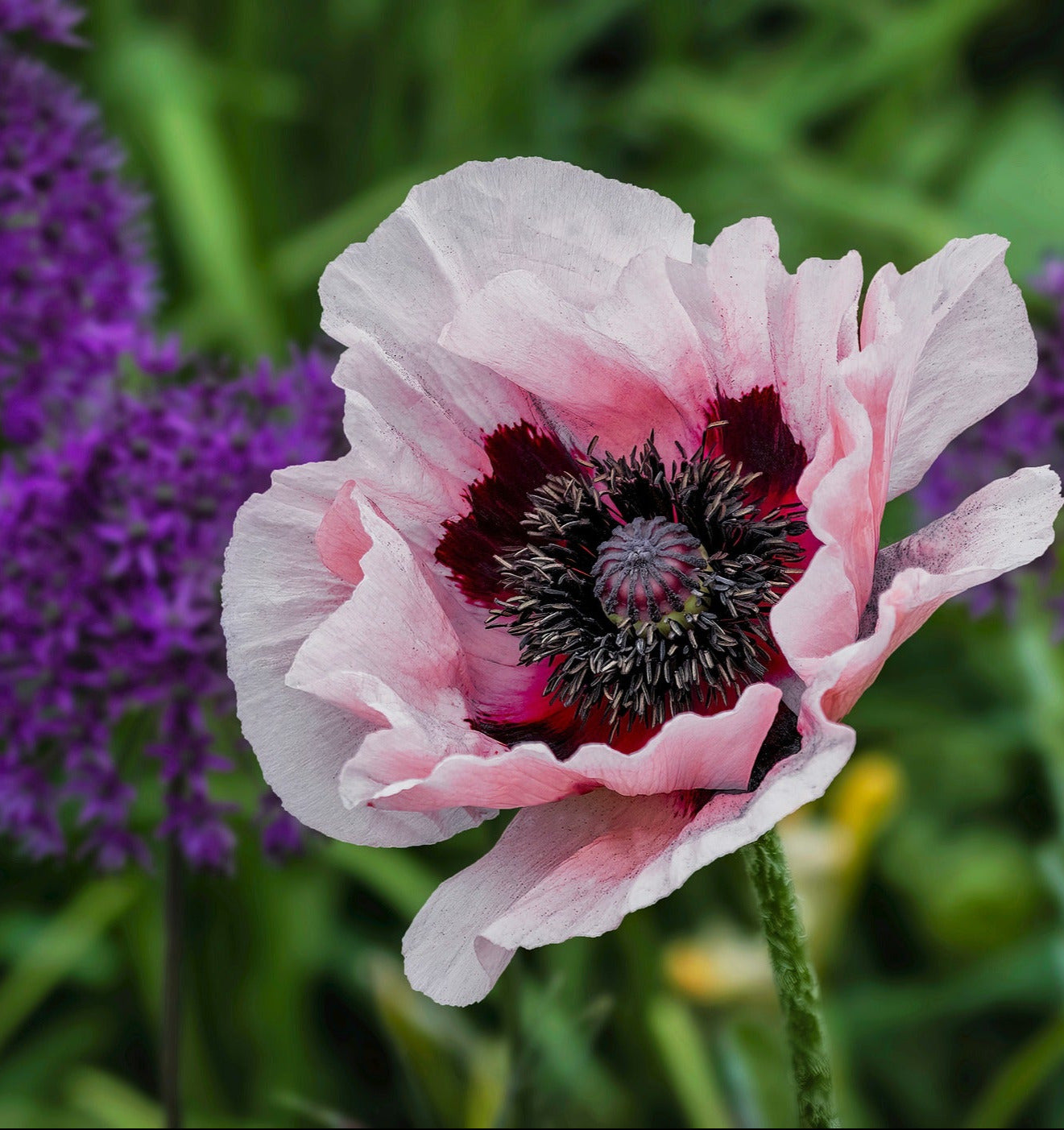 Orientvallmo - Papaver orientale